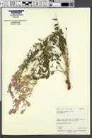 Hedysarum boreale var. boreale image