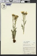 Crepis occidentalis var. occidentalis image