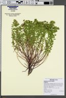 Image of Euphorbia schizoloba