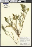 Astragalus lentiginosus var. fremontii image