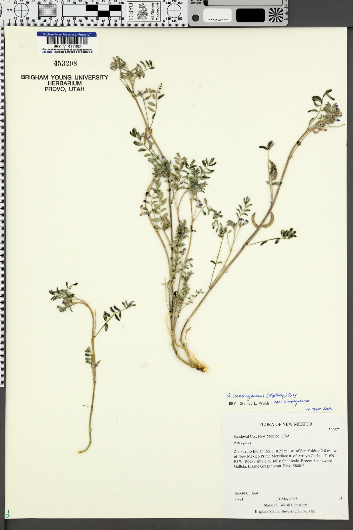Astragalus emoryanus var. emoryanus image