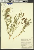 Astragalus fucatus image