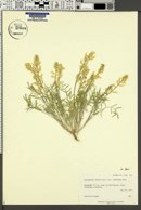 Astragalus flavus var. flavus image