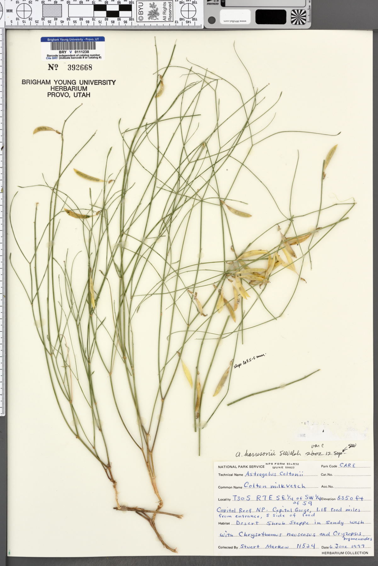 Astragalus harrisonii image