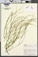 Astragalus harrisonii image