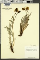 Astragalus hoodianus image