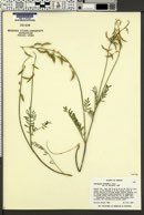 Astragalus howellii image