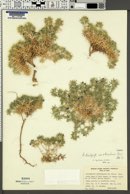 Astragalus kentrophyta var. coloradoensis image