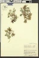 Astragalus laccoliticus image