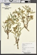 Astragalus lentiginosus var. diphysus image