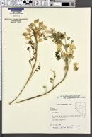 Astragalus lentiginosus var. diphysus image