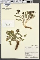 Astragalus malacoides image
