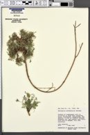 Astragalus monumentalis image