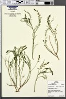 Astragalus mulfordiae image