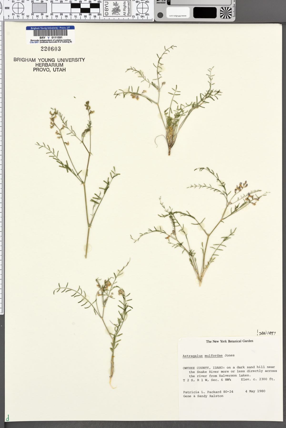 Astragalus mulfordiae image