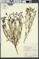 Image of Astragalus nidularius