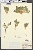 Astragalus desperatus var. desperatus image