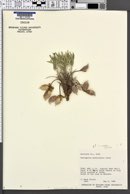 Astragalus welshii image