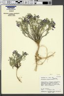 Astragalus pubentissimus var. pubentissimus image