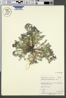 Astragalus pubentissimus image