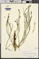 Astragalus rafaelensis image