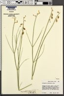 Astragalus rafaelensis image