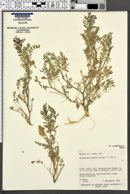Astragalus pubentissimus var. pubentissimus image