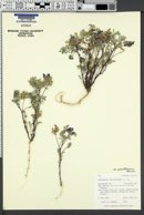 Astragalus pubentissimus image