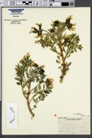 Astragalus sabulosus var. sabulosus image
