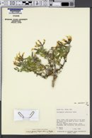 Astragalus sabulosus var. sabulosus image