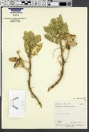 Astragalus sabulosus var. vehiculus image