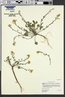 Physaria kingii var. parvifolia image