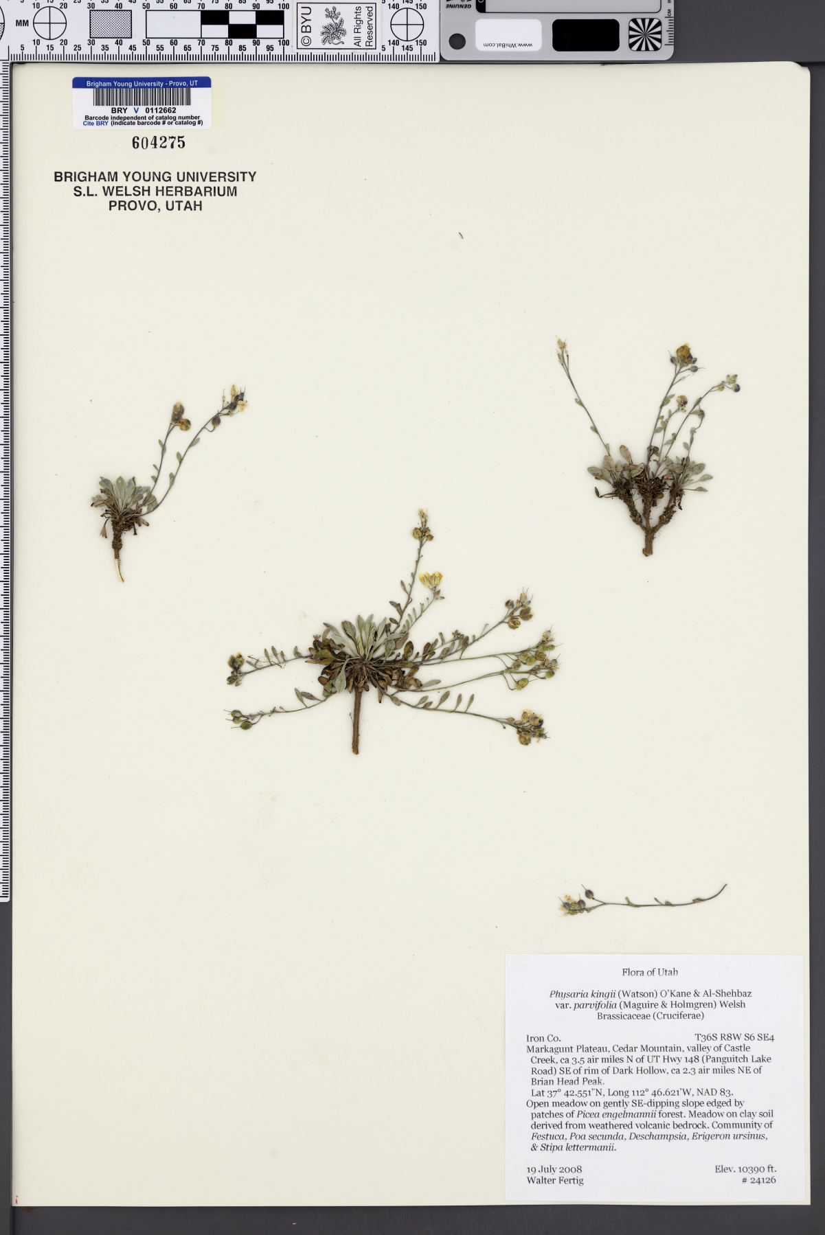 Physaria kingii var. parvifolia image