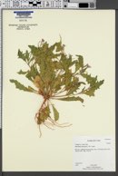 Strigosella africana image