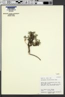 Astragalus striatiflorus image