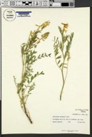 Astragalus racemosus var. treleasei image