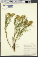 Astragalus racemosus var. treleasei image