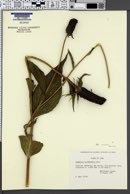 Rudbeckia montana image