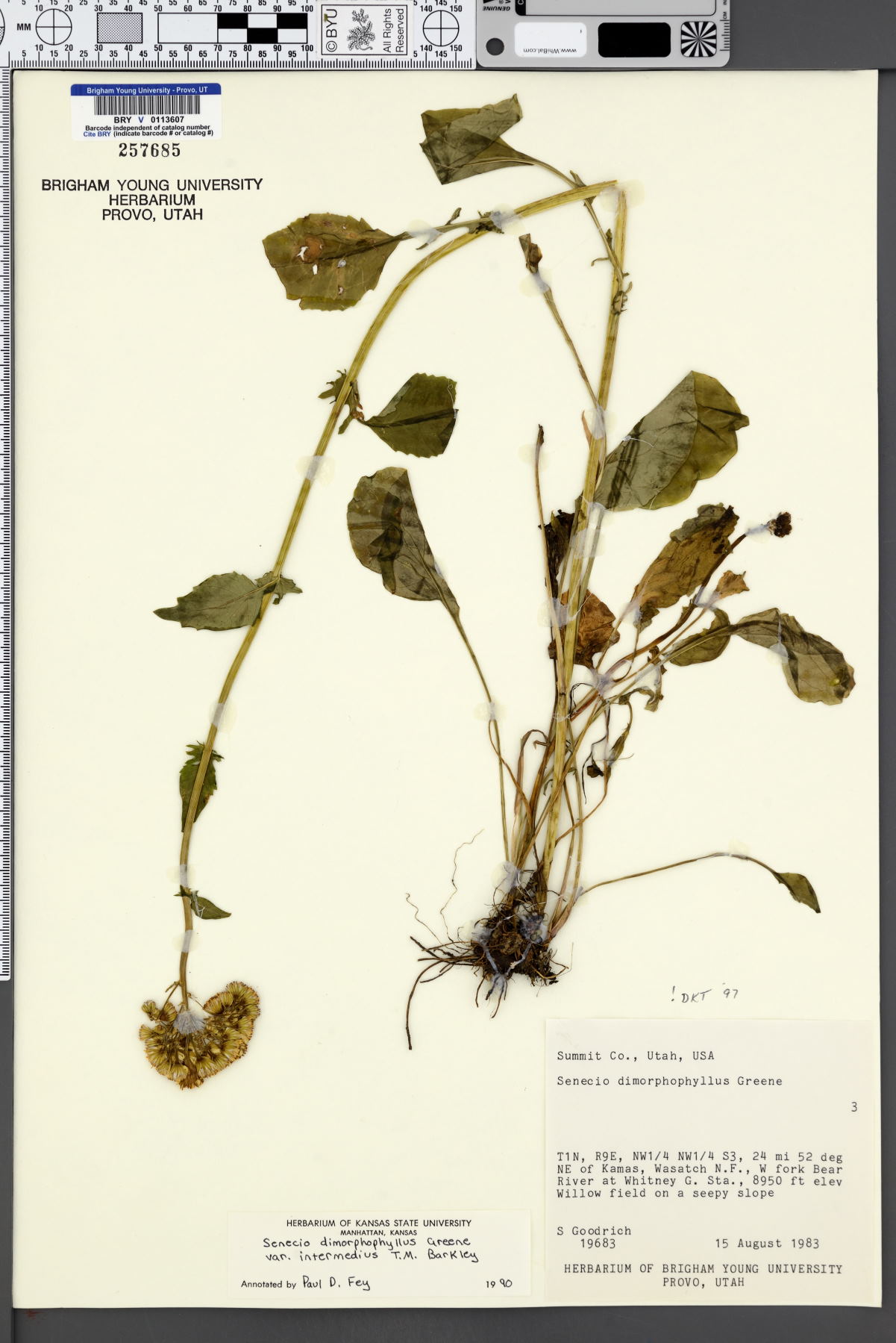 Senecio dimorphophyllus var. intermedius image