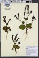 Image of Phacelia calthifolia