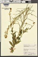 Thelypodiopsis divaricata image