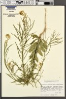 Thelypodiopsis divaricata image