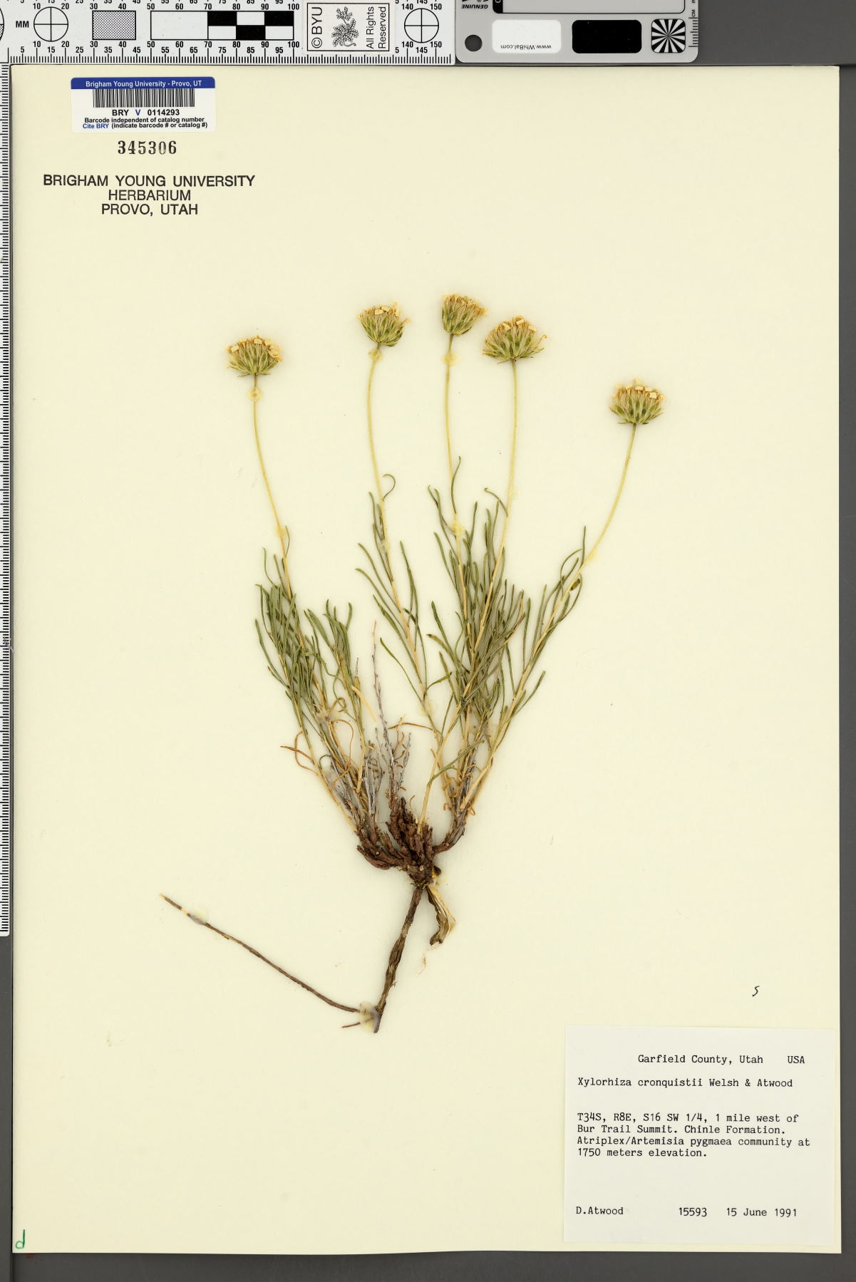 Xylorhiza cronquistii image