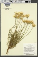 Xylorhiza cronquistii image