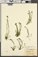 Erigeron arenarioides image