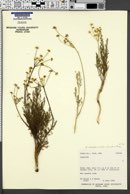 Lomatium bicolor image