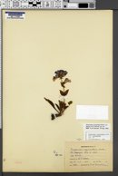 Penstemon cyananthus var. judyae image