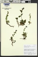 Penstemon humilis var. brevifolius image