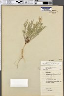 Astragalus lentiginosus var. vitreus image