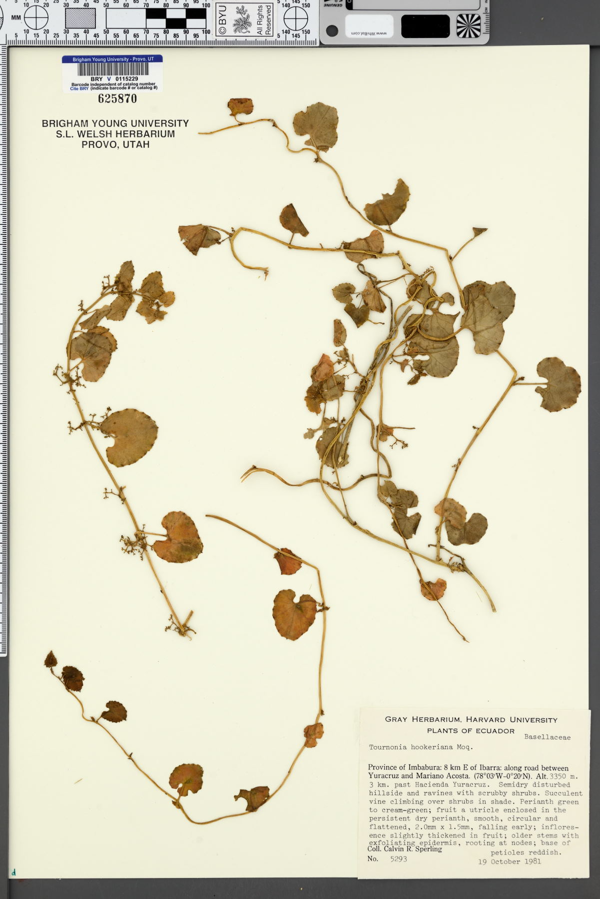 Tournonia hookeriana image